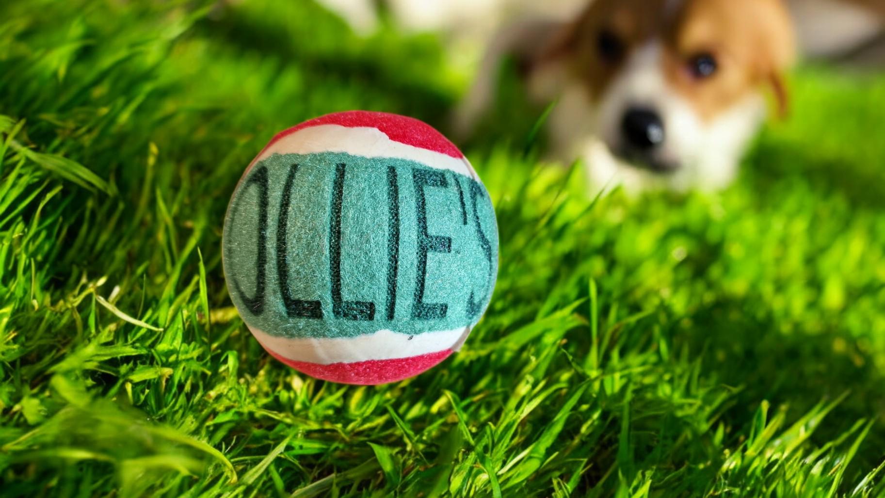 Personalised tennis ball for dogs with custom name or message, fun gift for pets, ideal for birthdays, Christmas, or new puppies
