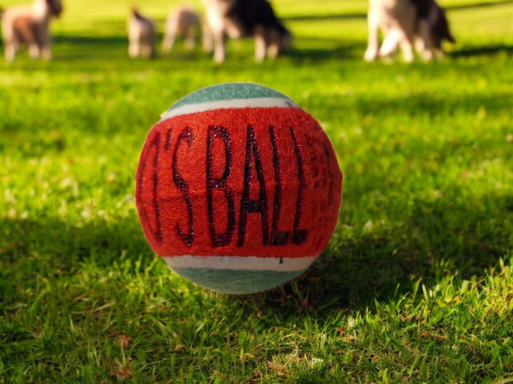 Personalised dog tennis ball with custom name – unique pet gift, yellow tennis ball for dogs